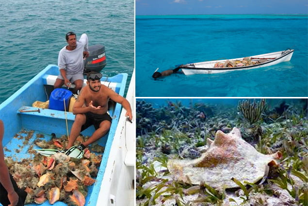 What If You Could No Longer Enjoy Belizean Conch Soup or Ceviche? 1 What If You Could No Longer Enjoy Belizean Conch Soup or Ceviche?