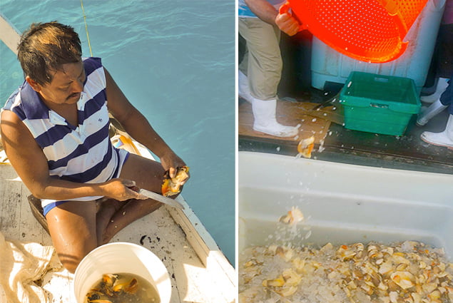 What If You Could No Longer Enjoy Belizean Conch Soup or Ceviche? 7 Glover’s Atoll (Marine Reserve) habitats and management zones. The reef crest forms almost a complete barrier around the lagoon, with exception of three main channels. The outer boundary (200-meter depth contour) encloses 350 km2, while the boundary (30m depth contour) of the coloured areas is approximately 262 km2. Inset: The position of Glover’s Atoll on the coast of Belize. Permanent and seasonal (1 December to 31 march of the following year) closure areas are designated specifically for the protection of a Nassau grouper aggregation site but do pertain to all fishing activity. (Picture courtesy Tewfik, et. al 2018)