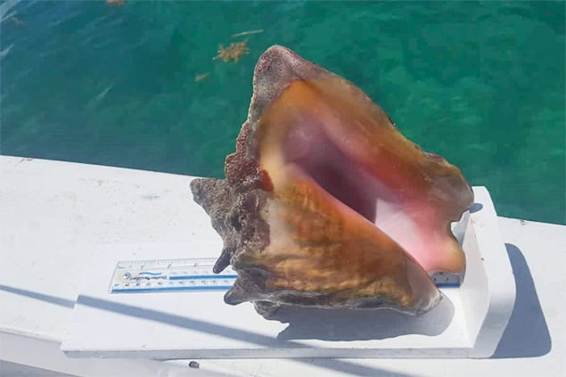 Conch Season Opens In Belize - Would You Dare Eat Conch Penis