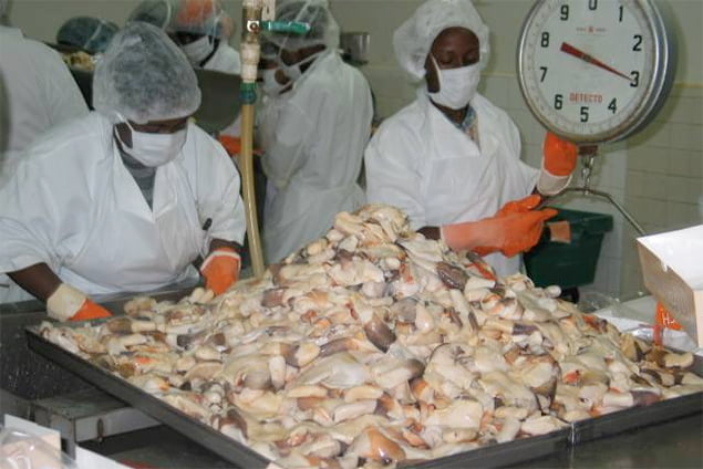 Conch Season Opens In Belize - Would You Dare Eat Conch Penis