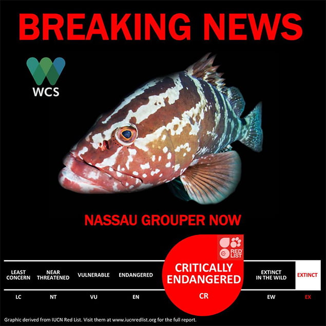Nassau Grouper Is Now Critically Endangered