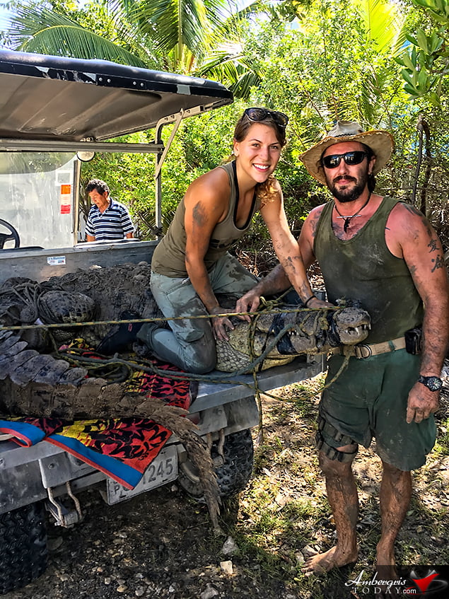 ACES Crocodile Hunters Capture and Release 11-foot Beast