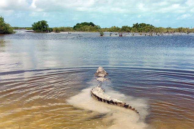 ACES Crocodile Hunters Capture and Release 11-foot Beast