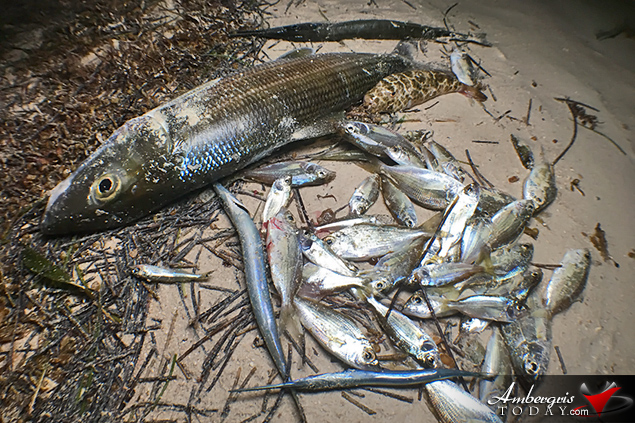 Island Residents Startled as Fish Wash Ashore 