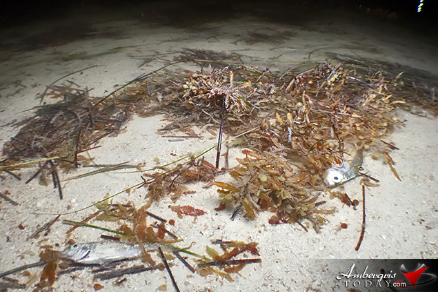 Island Residents Startled as Fish Wash Ashore 