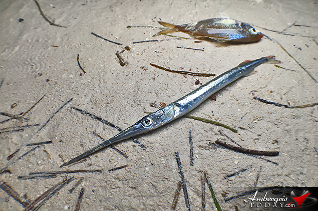Island Residents Startled as Fish Wash Ashore 