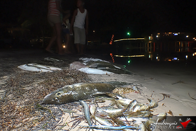 Island Residents Startled as Fish Wash Ashore 