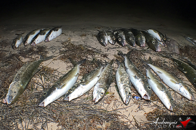 Island Residents Startled as Fish Wash Ashore 