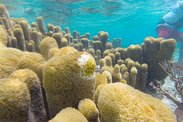 San Pedro’s Coral Reef Pillar Garden Is Gone Forever