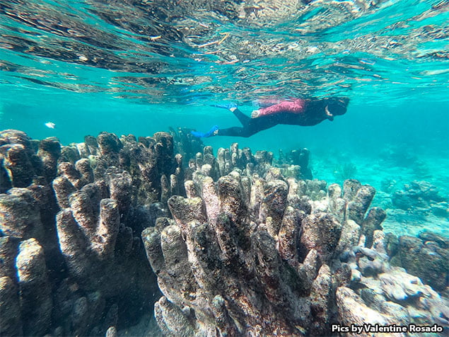 San Pedro’s Coral Reef Pillar Garden Is Gone Forever