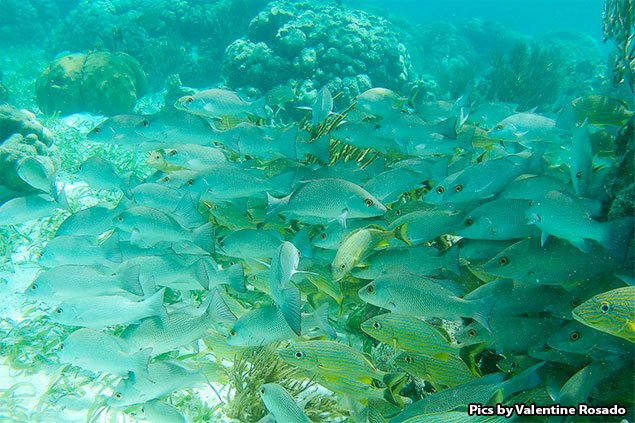 San Pedro’s Coral Reef Pillar Garden Is Gone Forever