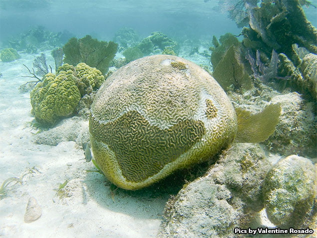 San Pedro’s Coral Reef Pillar Garden Is Gone Forever