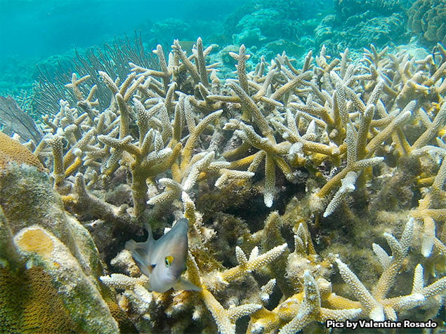 San Pedro’s Coral Reef Pillar Garden Is Gone Forever
