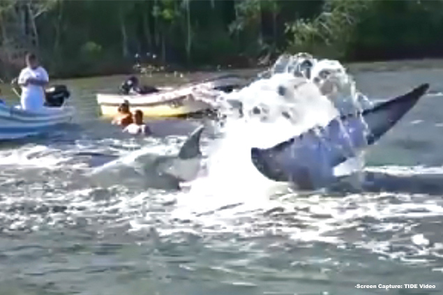 Second Whale Death Reported in Belizean Waters