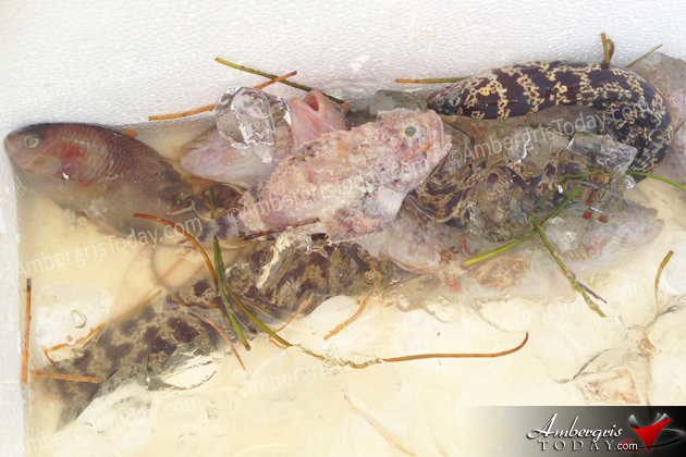 Dead Sea Creatures Wash Ashore Unexplained in Ambergris Caye 