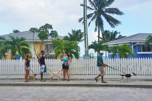 New Dog Registration & Restraining Laws Set to Control Stray Dog Population