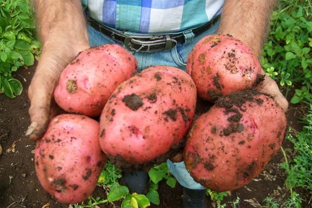 WOW! WHAT A WEEK! 3 Belize Agricultural Show