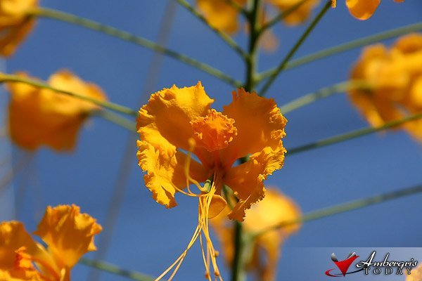 Bitten by the Lady Bug 6 Lady Bug