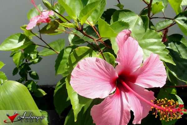 Bitten by the Lady Bug 8 Lady Bug