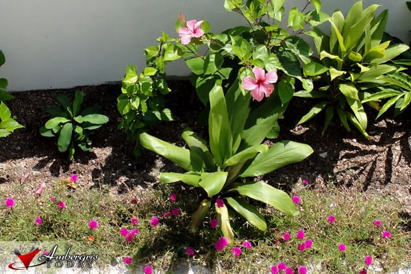 Bitten by the Lady Bug 9 Lady Bug