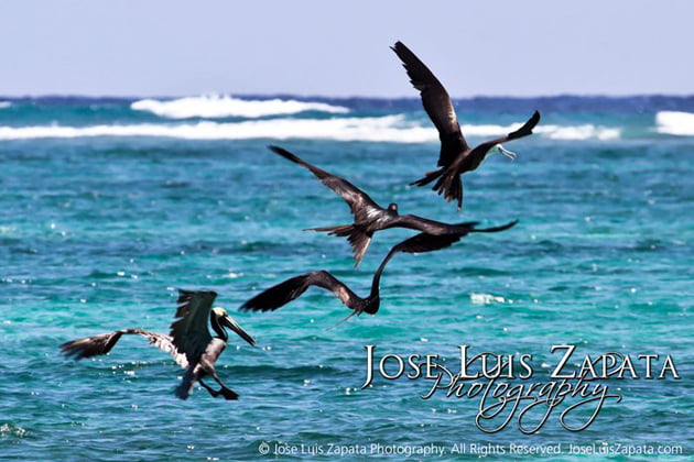 Where The Hell Is Belize? 5 Pelicans take flight in San Pedro, Ambergris Caye, Belize