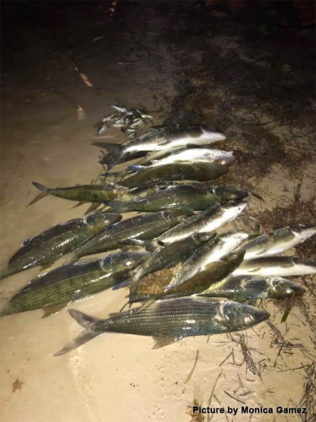 Island Residents Startled as Fish Wash Ashore 