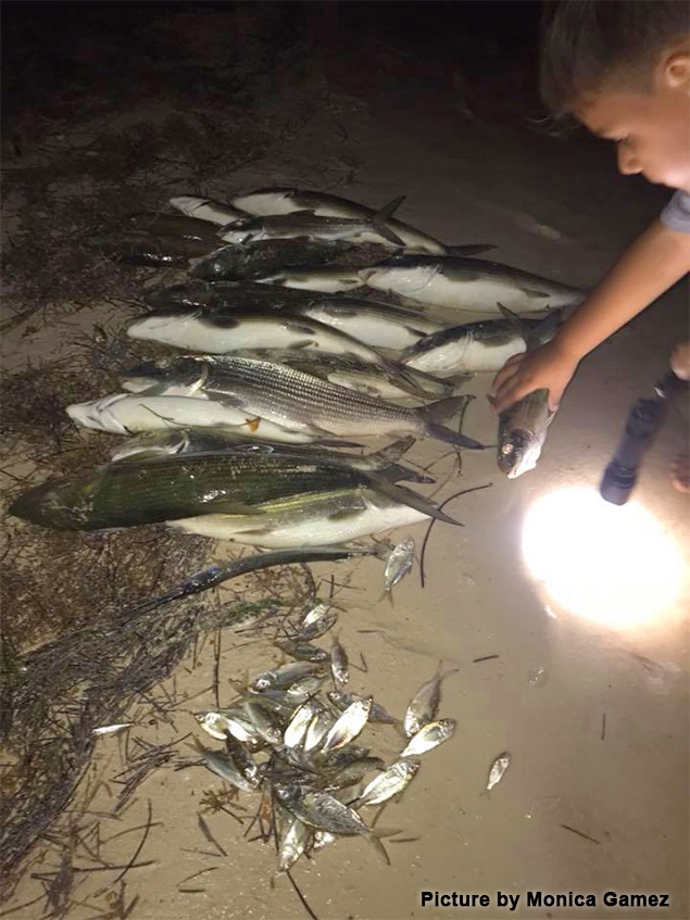 Island Residents Startled as Fish Wash Ashore 