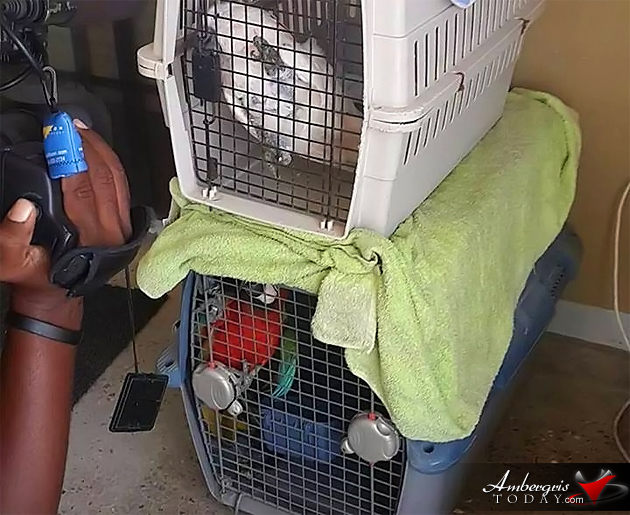 Pet Bird Owners in San Pedro Taken by Surprise and Furious at Forestry Department