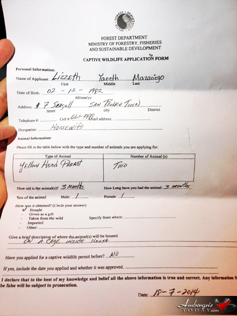 Pet Bird Owners in San Pedro Taken by Surprise and Furious at Forestry Department