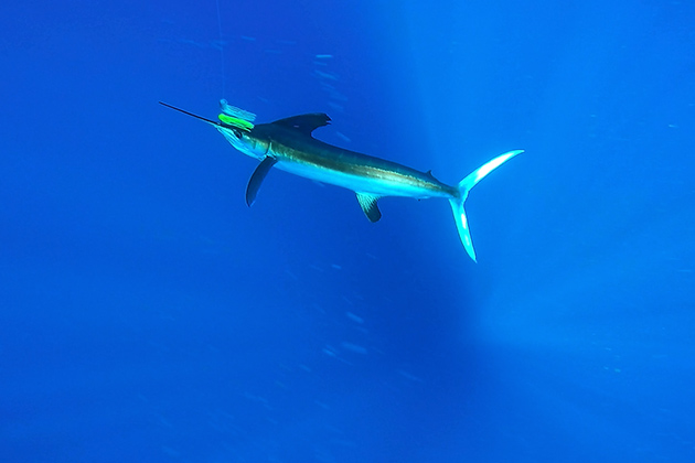 Catch and Release Success at Frenchie’s Offshore Open in Caye Caulker