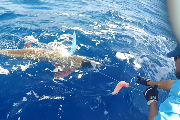 Catch and Release Success at Frenchie’s Offshore Open in Caye Caulker