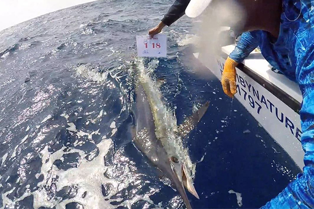 Catch and Release Success at Frenchie’s Offshore Open in Caye Caulker