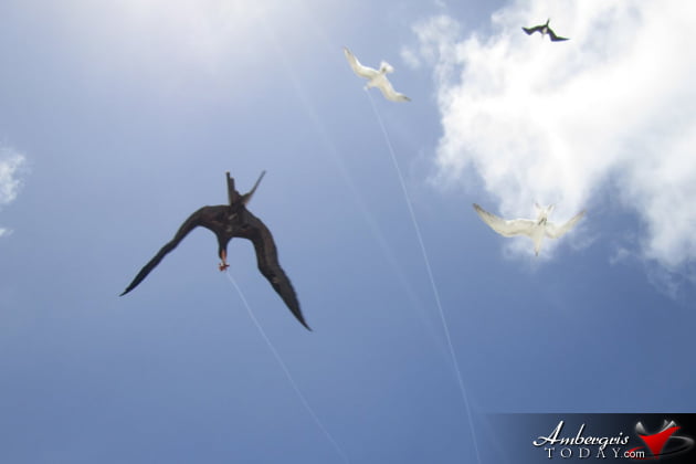 Frigate Birds swallowing fishing line with bate and children using them as living kites! Children Pranks in the Old Days of San Pedro
