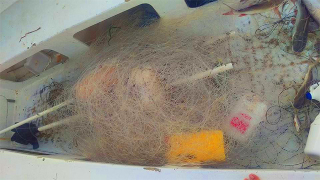 Two Guatemalan Fishermen Caught Fishing Illegally in Southern Belize 3 Two Guatemalan Fishermen Caught Fishing Illegally in Southern Belize