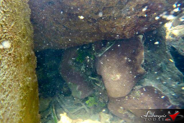 Harvest Caye Coral Reef Damage Harvest Caye Coral Reef Damage