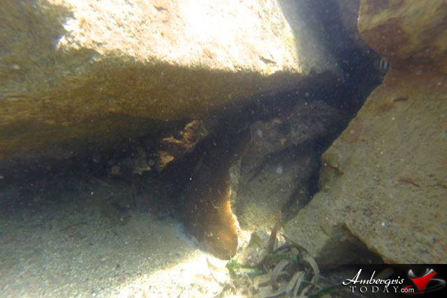 Harvest Caye Coral Reef Damage Harvest Caye Coral Reef Damage