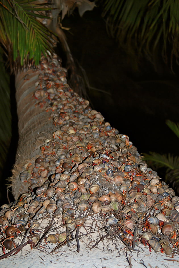 Hermit Crabs Invade Beach 1 Hermit Crabs invade Beach