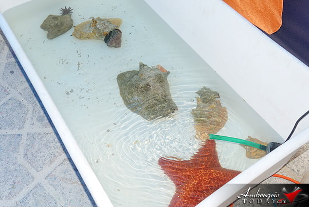 Hol Chan Holds Informative Reef Fair 8 Hol Chan Holds Informative Reef Fair