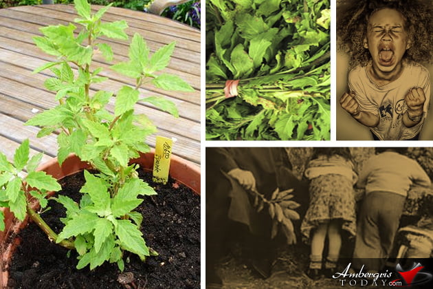 Belize Home Remedies -The Miraculous Herbs