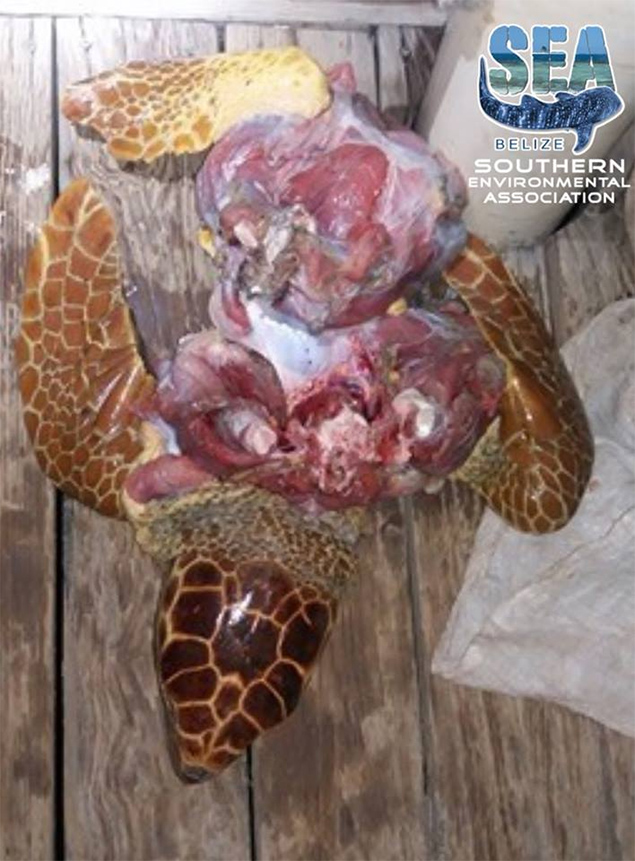 SEA Rangers Make Illegal Product Bust near Reserve in Placencia