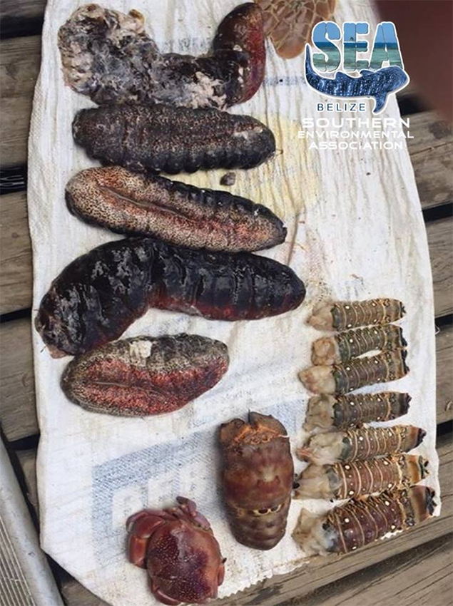 SEA Rangers Make Illegal Product Bust near Reserve in Placencia