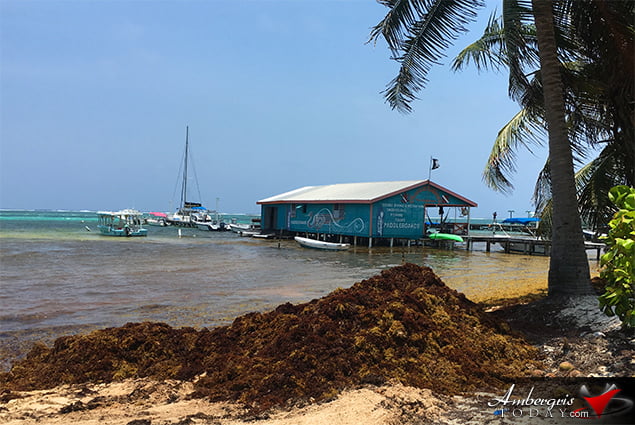 Sargassum Flow Worse than 2018