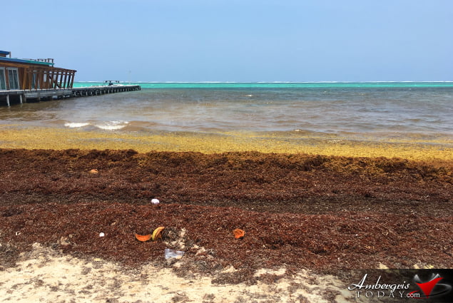 Sargassum Flow Worse than 2018