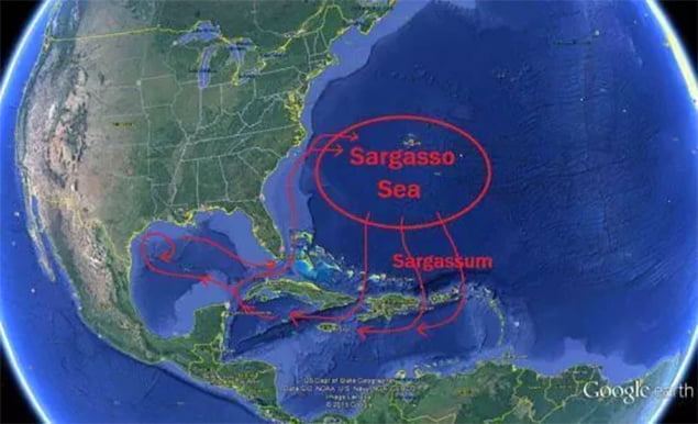 Sargassum Flow Worse than 2018