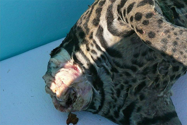 Government of Belize Issues Statement on Killing of Jaguars