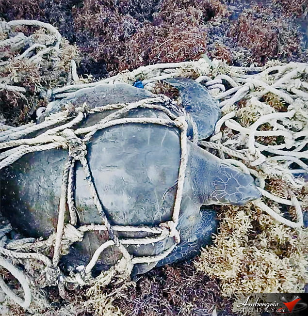12-Year-Old Jeffrey Rescues Entangled Sea Turtle