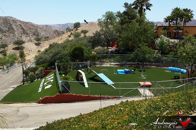 SAGA Board Directors Train with Leading Dog Experts Abroad