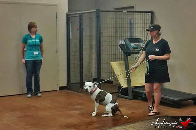 SAGA Board Directors Train with Leading Dog Experts Abroad