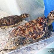 Reef Week 2014 Celebrated in San Pedro