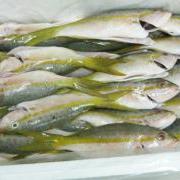 Seafood Market Opens in San Pedro, Ambergris Caye